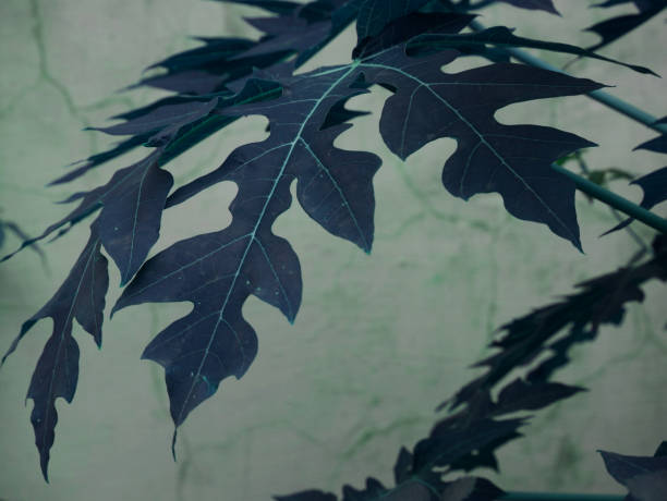 istock Natural background with perfect color grading 1322325686