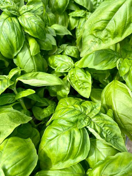 istock Fresh Green Basil Herb Growing Wild in Garden 1322326032