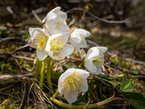 A group of white Christmas roses (Helleborus niger) on a sunny day in early summer in the Austrian Alps