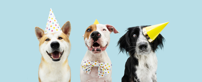 Banner Birthday party dog. Three smiling akita, border collie and american staffordshire wearing a yellow hat. Isolated on blue colored background.
