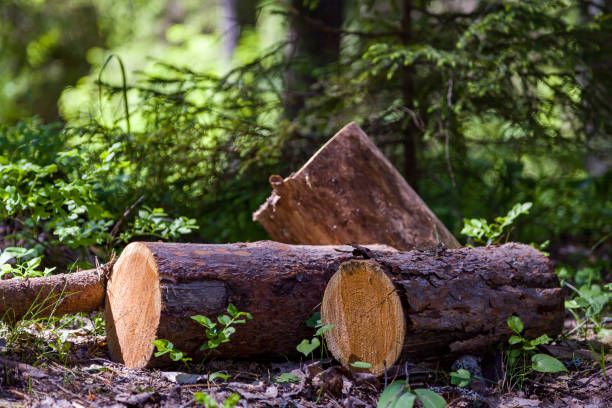 istock sawn trunk of dry wood 1322327195