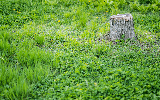 Tree stump in the meadow