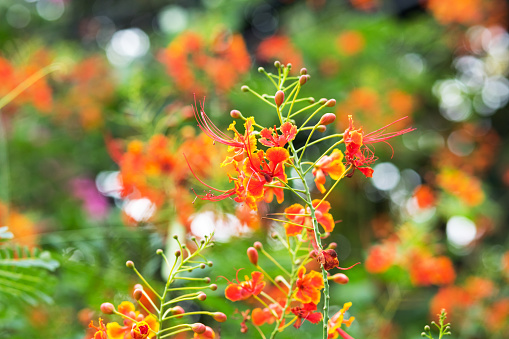 Growing and blooming flame tree flowers