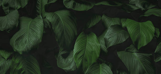 istock tropical leaves, abstract green leaves texture, nature background 1322327521