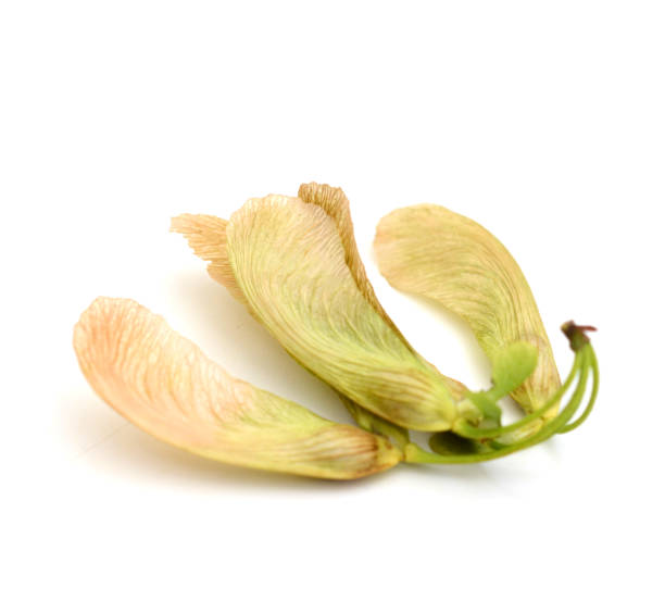istock Bunch of freshness maple petals on white 1322327543