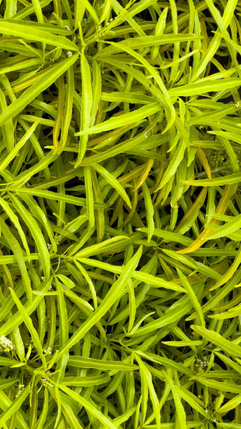 istock Taper, green leaves 1322327639