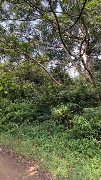 istock Beautiful trees and plants 1322327647