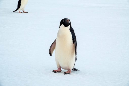 Adelie penguins on the Antarctic ice