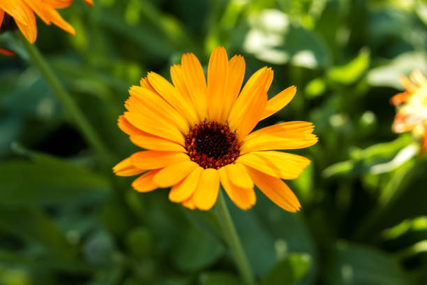 緑の葉のぼやけた背景に黄色の医療カレンデュラの花のクローズアップ。 - nobody nature orange calendula arvensis ストックフォトと画像