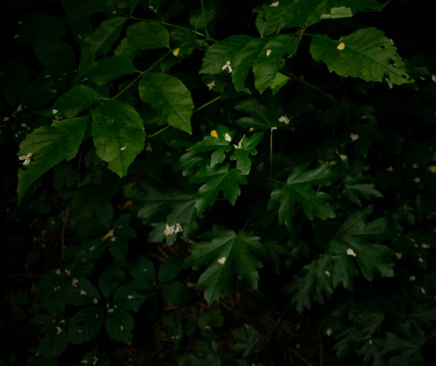 istock Beautiful green leaves 1322329266