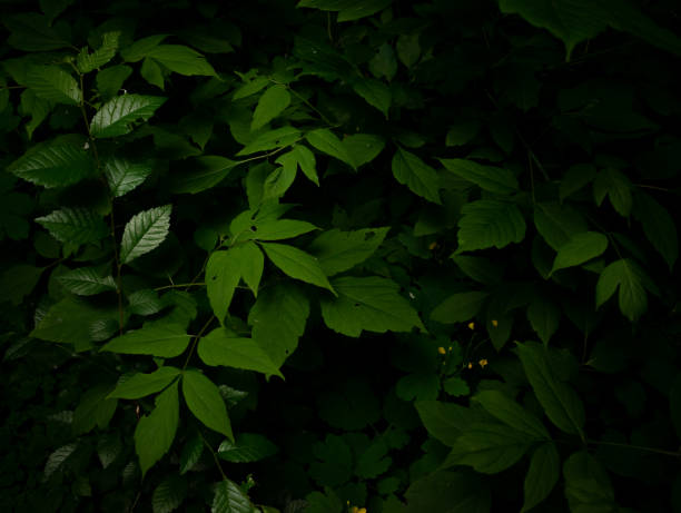 istock Beautiful green leaves 1322329283