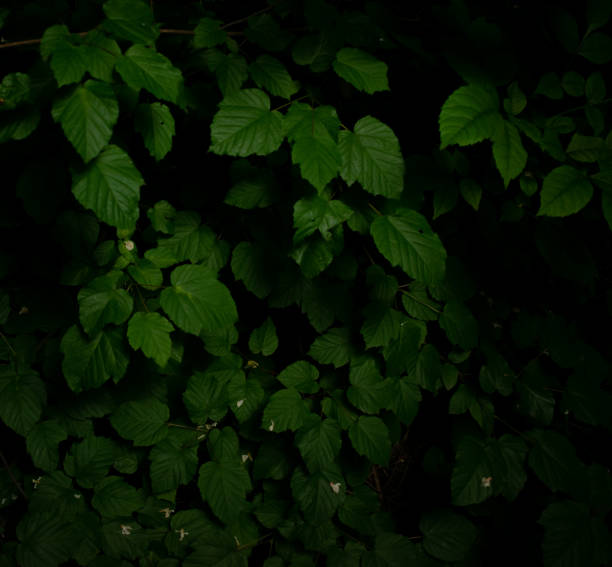 istock Beautiful green leaves 1322329295