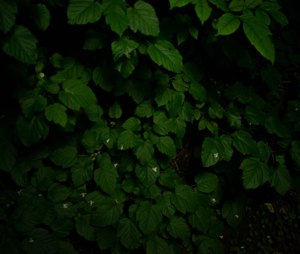 istock Beautiful green leaves 1322329329