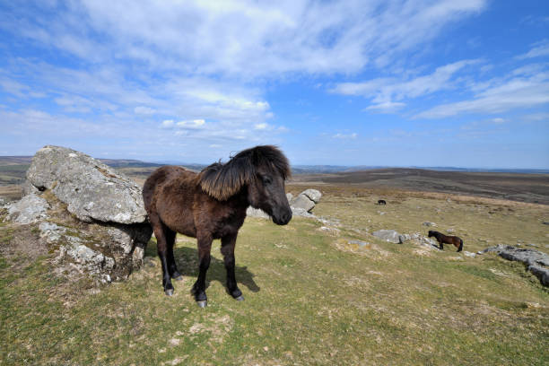 istock Dartmoor Ponies at Haytor, Devon, UK. 1322329933