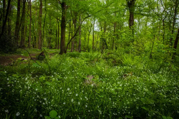 Hambach Forest Nature Wood Landscape in Spring May 2021