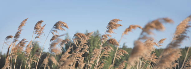 pampas trawa na rzece w lecie. naturalne tło złotych suchych łzowych na błękitnym niebie. selektywne skupienie. sztandar - dry landscape panoramic grass zdjęcia i obrazy z banku zdjęć