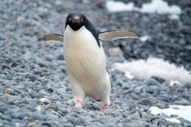 istock Adelie penguins on the Antarctic ice 1322331455