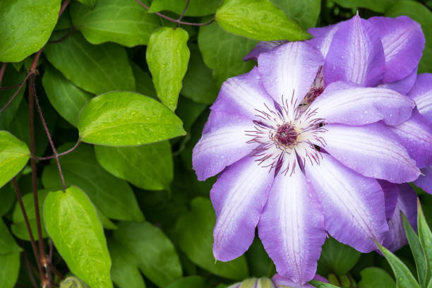 istock blooming clematis flower with drops and green leaves 1322331900