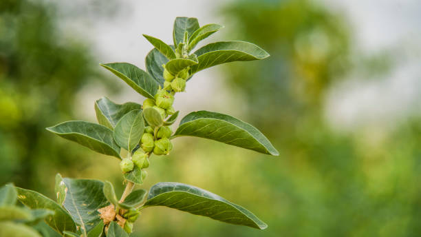 Withania somnifera growing in field, India. winter cherry fruit and leaves used to increase immunity power . stock photo