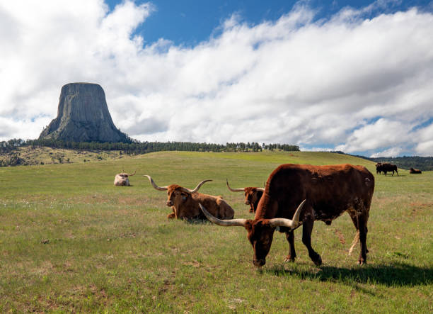 istock Western Longhorn Cattle 1322333101
