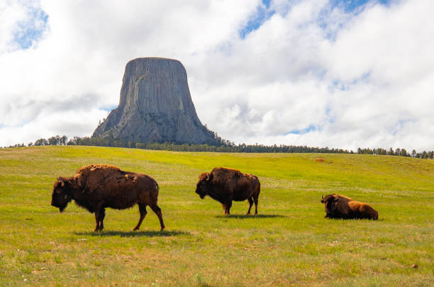 デビルズ タワー バイソン - western usa mountain peak landscape farm ストックフォトと画像