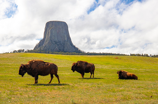 Devils Tower looms over a herd of American Bison on the western grasslands.