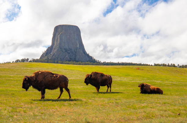 Devils Tower Bison Devils Tower looms over a herd of American Bison on the western grasslands. butte rocky outcrop photos stock pictures, royalty-free photos & images