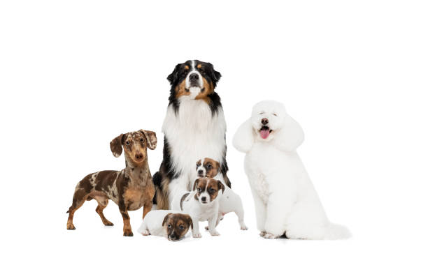 istock Art collage made of funny dogs different breeds posing isolated over white studio background. 1322334388