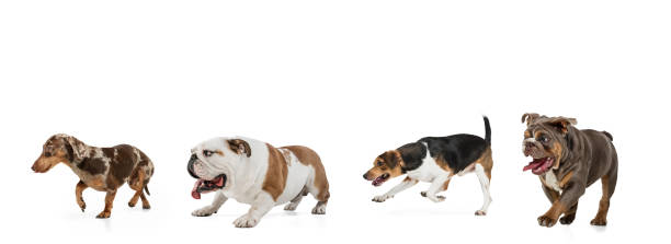 istock Art collage made of funny dogs different breeds posing isolated over white studio background. 1322334389