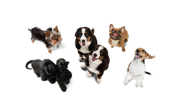 istock Art collage made of funny dogs different breeds posing isolated over white studio background. 1322334408