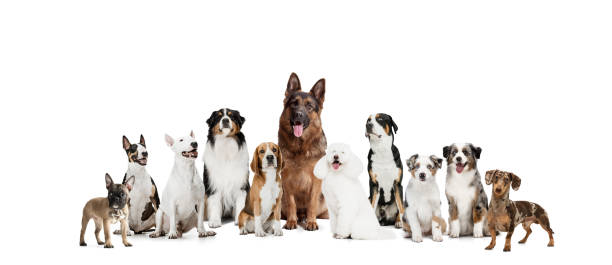 istock Art collage made of funny dogs different breeds posing isolated over white studio background. 1322334411