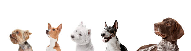 istock Art collage made of funny dogs different breeds posing isolated over white studio background. 1322334415