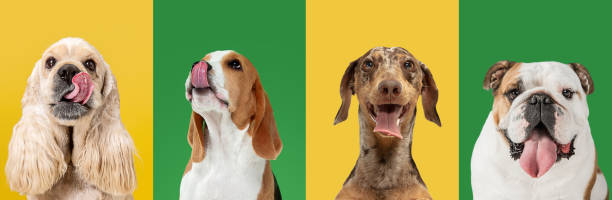 istock Art collage made of funny dogs different breeds on multicolored studio background. 1322334421