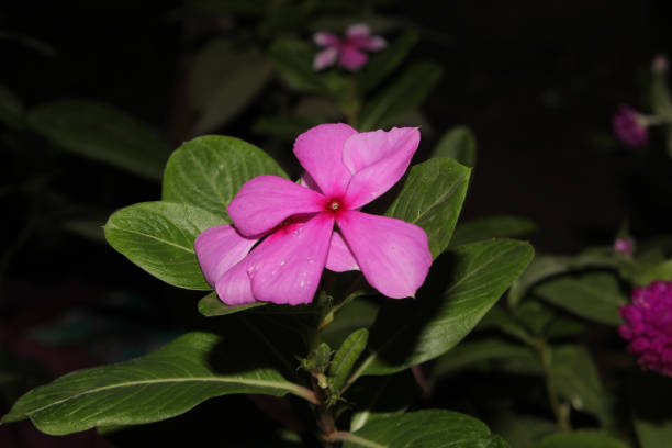 Fresh pink tapak dara flower with green leaves This flower has a variety of colors, some are white and then red in the middle catharanthus roseus stock pictures, royalty-free photos & images