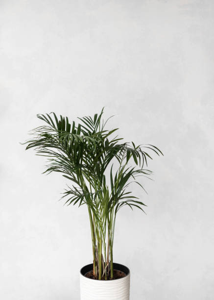 istock Palm tree Photo in minimal style with copy space 1322335548