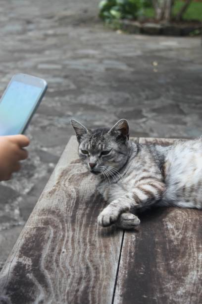 istock A gray cat resting on a table is about to be photographed 1322337446