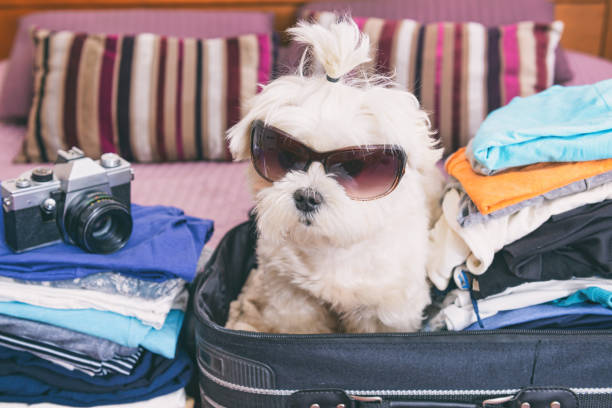 istock Dog sitting in the suitcase 1322337726