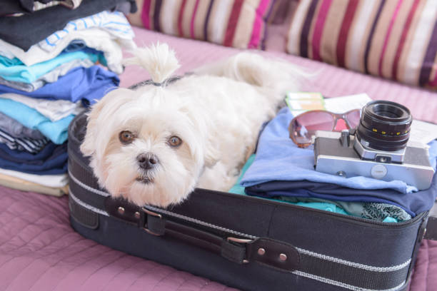 istock Dog sitting in the suitcase 1322337736