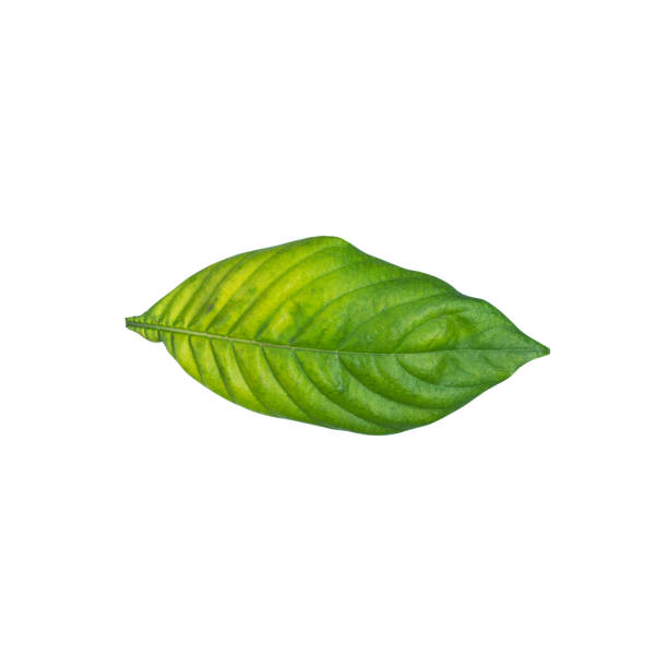 Green mussaenda leaf Green mussaenda leaf mussaenda parviflora photos stock pictures, royalty-free photos & images