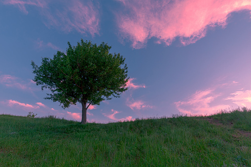 A single tree on a mountain green grass hill in front of sunset bright sky with clouds.
