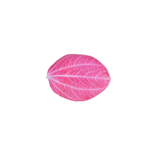 Pink mussaenda leaf Pink mussaenda leaf mussaenda parviflora stock pictures, royalty-free photos & images