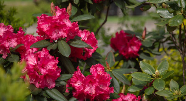 istock Pink rhododendron flower 1322338891
