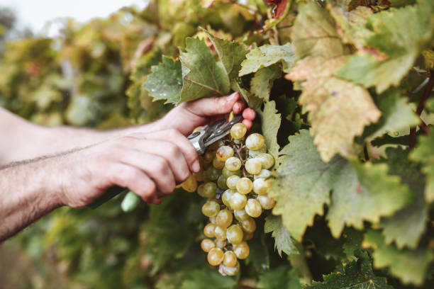 istock Professional Male Winemaker Harvesting Grape Bunch On Vineyard With Pruning Shears 1322338962