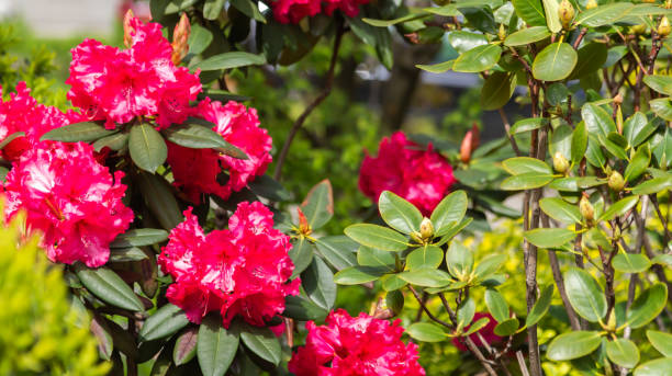 istock Pink rhododendron flower 1322339734
