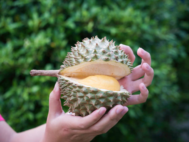 istock Durian king of asia fruit. 1322339926