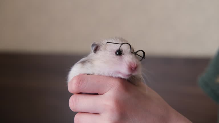 Funny Hamster Stock Videos and Royalty-Free Footage - iStock Funny Hamster Stock Videos and Royalty-Free Footage - iStock