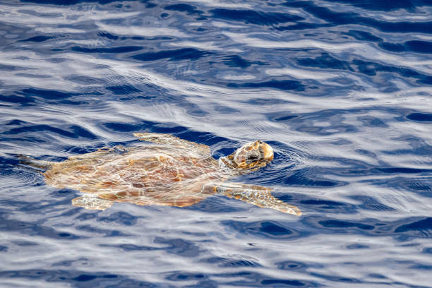 istock caretta turtle near sea surface for breathing 1322341017
