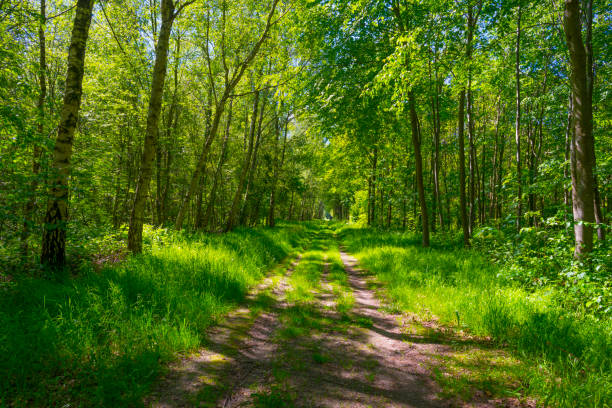 istock Footpath in sunlight and shadow in green woodland in springtime 1322341136