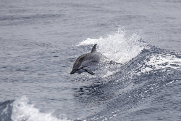 istock striped Dolphin while jumping in the deep blue sea 1322341174