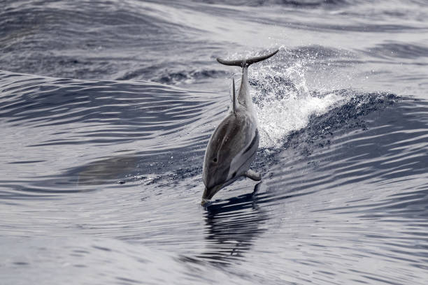 istock striped Dolphin while jumping in the deep blue sea 1322341227